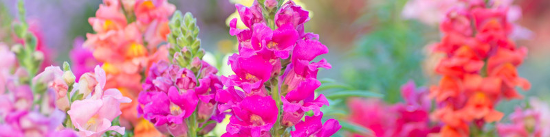 Snapdragon, antirrhinum